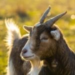Pienso para cabras